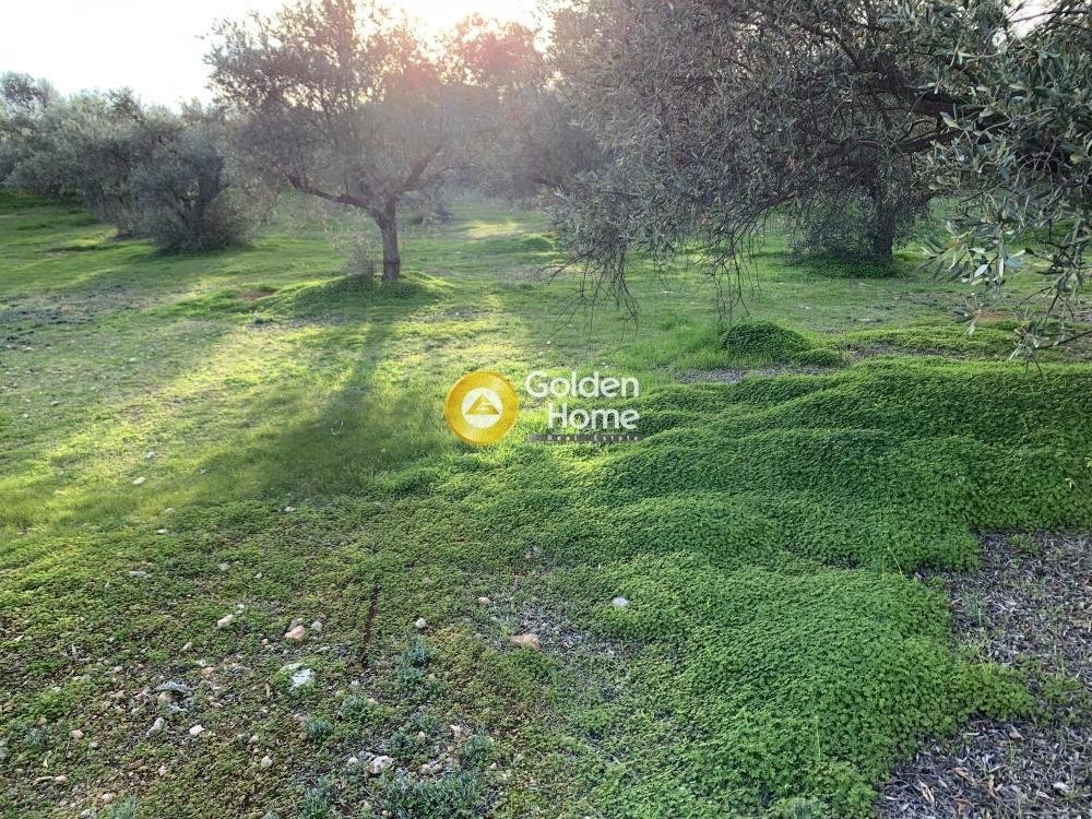 Land in Kropia, Attica, Greece 1 - 14362317