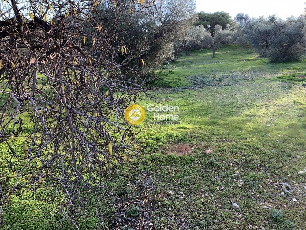 Land in Kropia, Attica, Greece 4 - 14362317