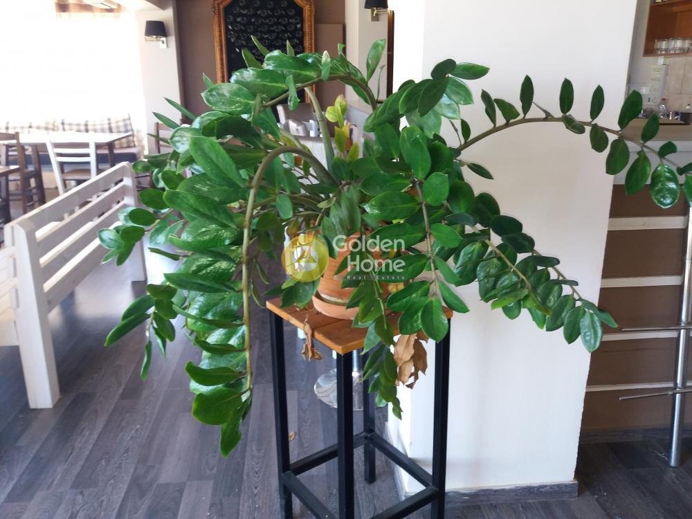 House in Saronida, Attica, Greece 4 - 14363408