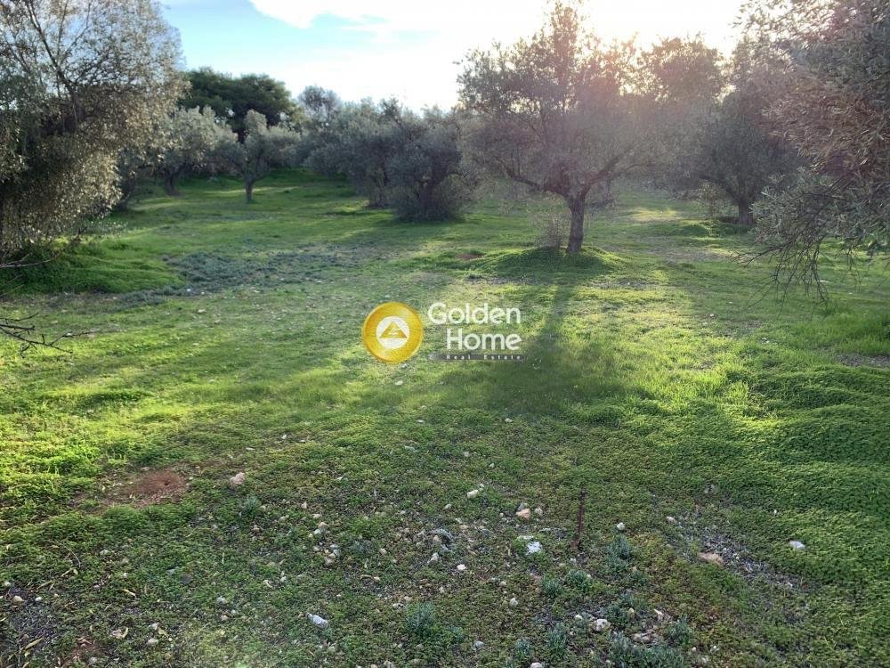 Land in Kropia, Attica, Greece 2 - 14362317