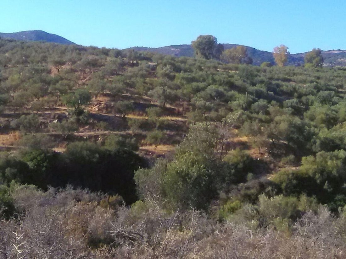Land in Sparta, Peloponnese, Western Greece and the Ionian, Greece 2 - 14366109