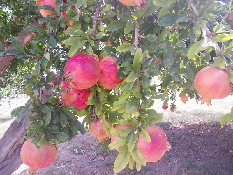 Terreno a Ierapetra, Eyalet di Creta, Grecia 3 - 14366068