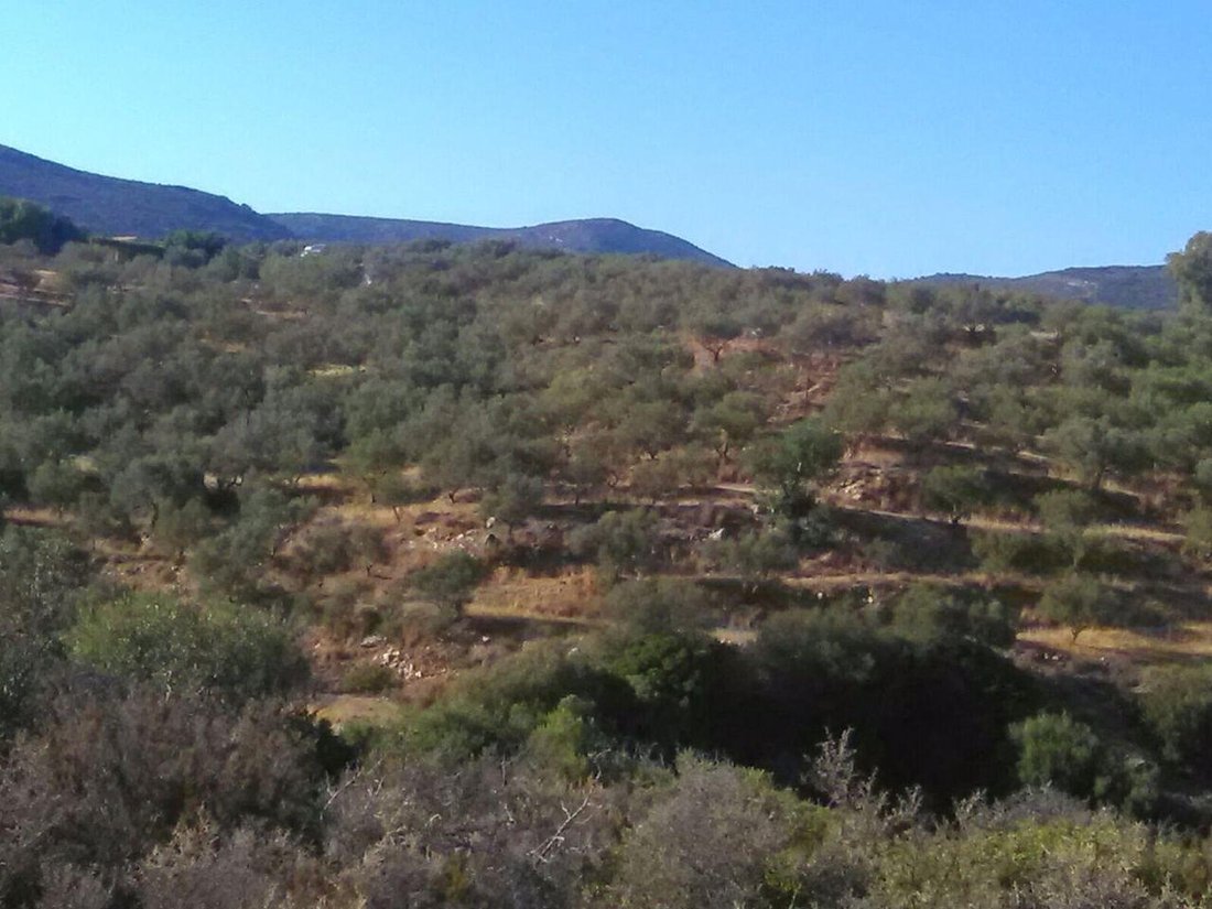 Land in Sparta, Peloponnese, Western Greece and the Ionian, Greece 1 - 14366109