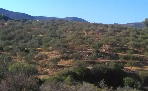 Land in Sparta, Peloponnese, Western Greece and the Ionian, Griechenland 1