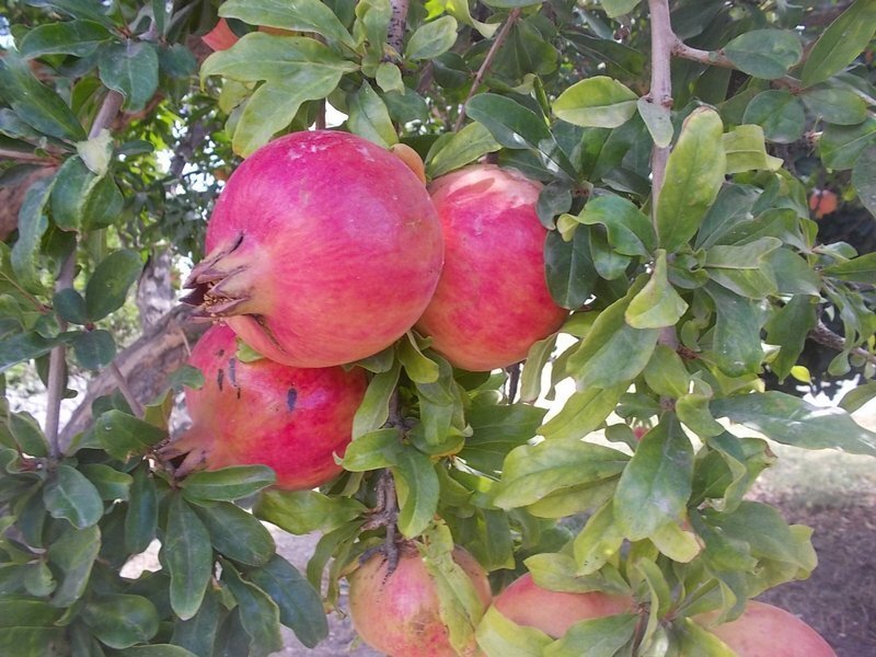Terreno a Ierapetra, Eyalet di Creta, Grecia 2 - 14366068