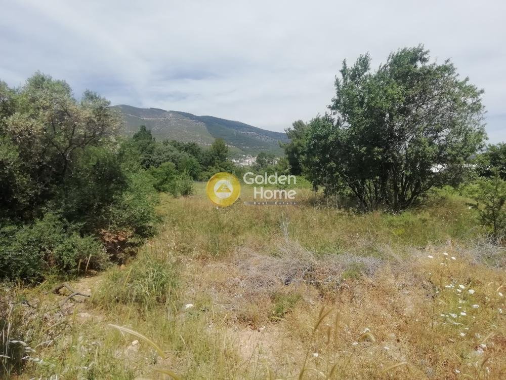 Land in Paiania, Attika, Griechenland 1 - 14371213