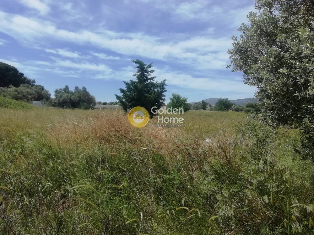 Land in Paiania, Attika, Griechenland 3 - 14371213