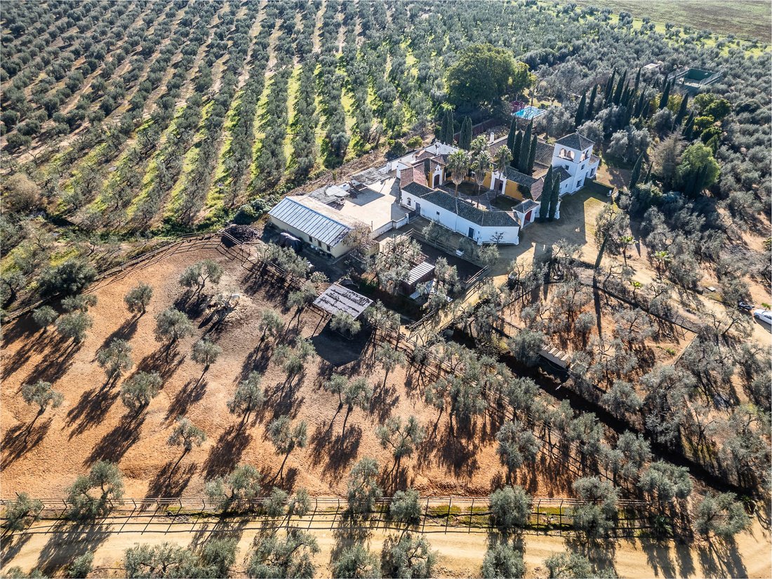 Mairena del Aljarafe, Andalusia, Spain 3 - 14371575