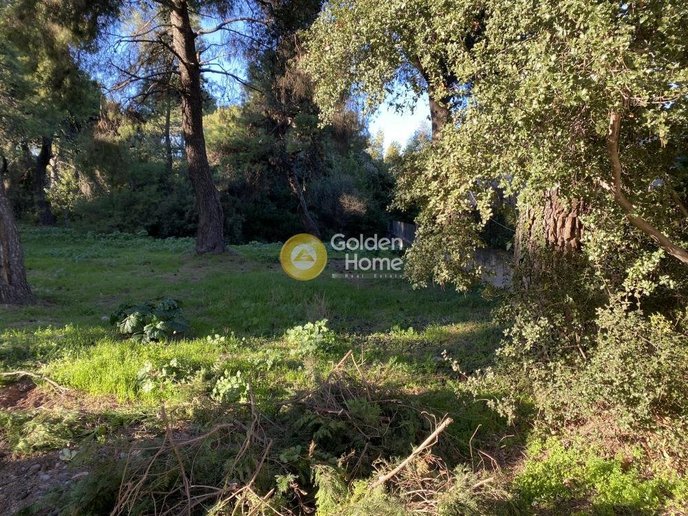 Land in Dionysos, Attica, Greece 2 - 14370709