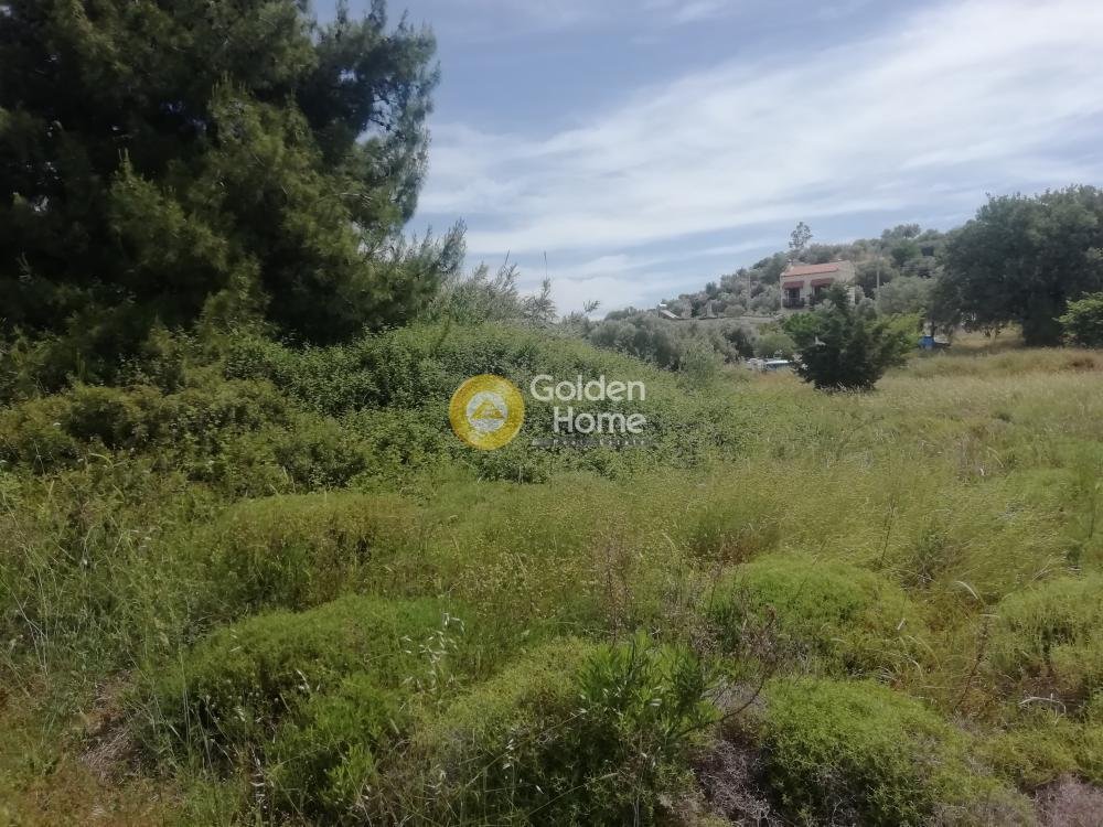 Land in Paiania, Attika, Griechenland 5 - 14371213