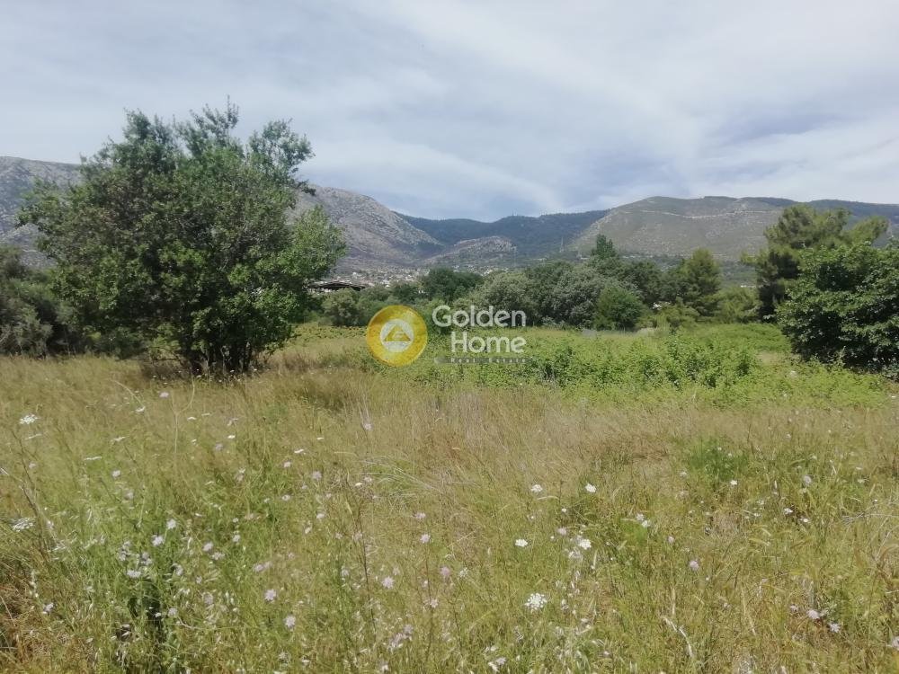 Land in Paiania, Attika, Griechenland 2 - 14371213