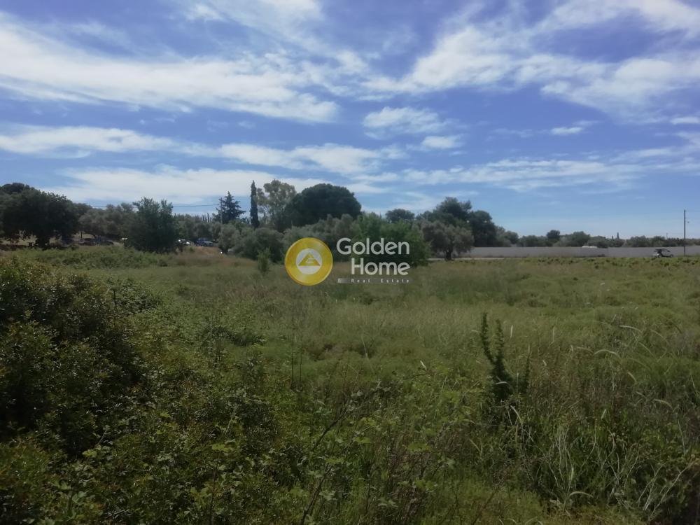 Land in Paiania, Attika, Griechenland 4 - 14371213