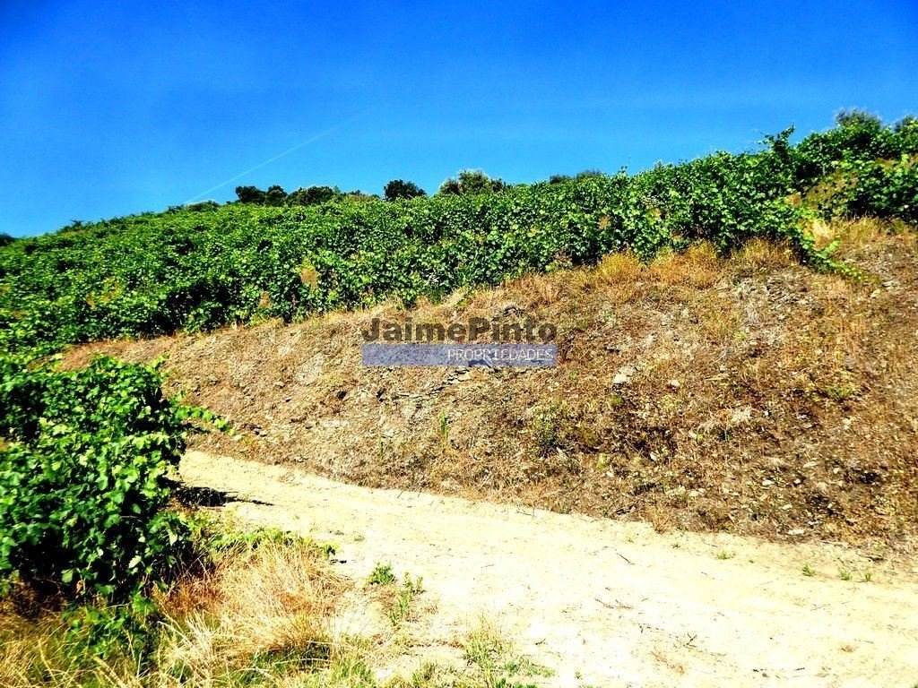 Farm Ranch in Pinhao, Vila Real District, Portugal 1 - 14381443