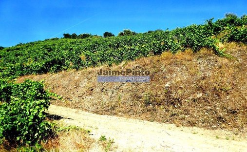 Azienda agricola a Pinhão, Distretto di Vila Real, Portogallo 1