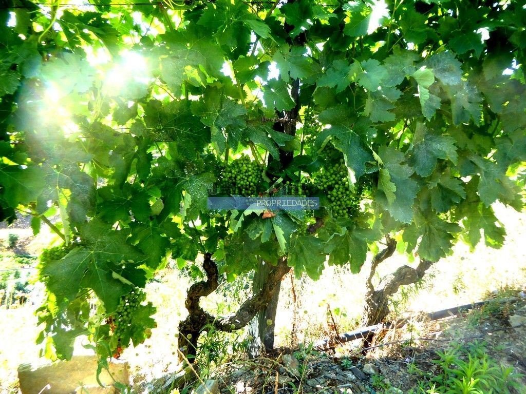 Farm Ranch in Pinhao, Vila Real District, Portugal 5 - 14381443