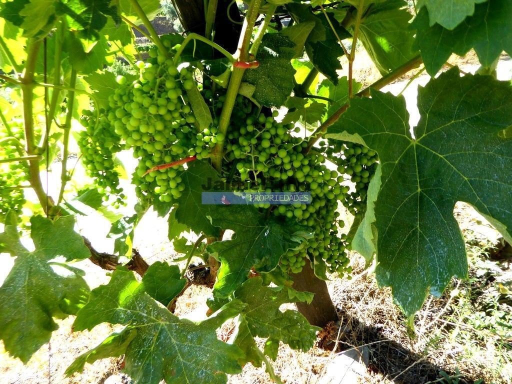 Farm Ranch in Pinhao, Vila Real District, Portugal 3 - 14381443