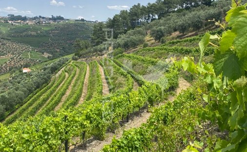 Farm Ranch in Abacas, Portugal 1