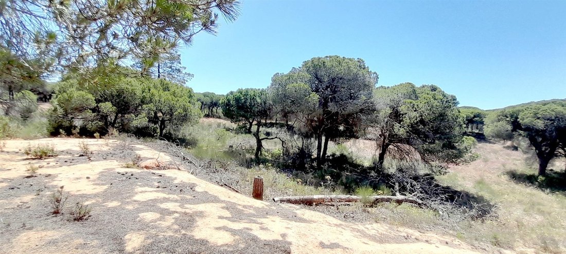 Land in Almancil, Algarve, Portugal 5 - 14432850