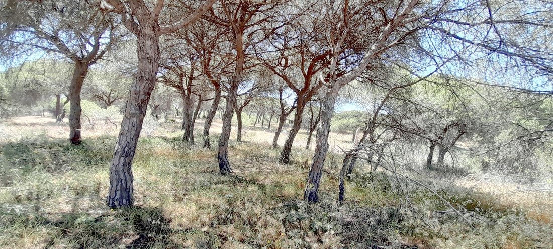 Land in Almancil, Algarve, Portugal 4 - 14432850