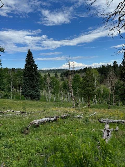 Land in Placerville, Colorado, United States 5 - 14435219
