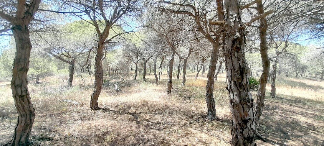 Land in Almancil, Algarve, Portugal 3 - 14432850