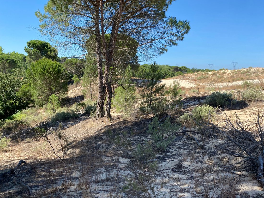 Land in Grandola e Santa Margarida da Serra, Setubal, Portugal 5 - 14430772