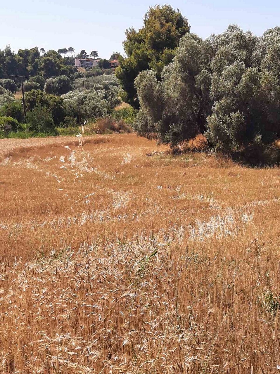 Land in Pallini Municipal Unit, Macedonia and Thrace, Greece 2 - 14438423
