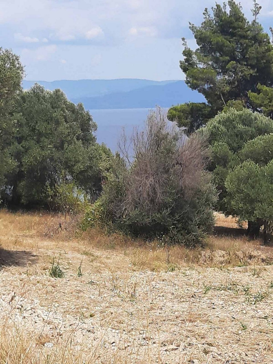 Land in Kassandra, Macedonia and Thrace, Greece 5 - 14438429