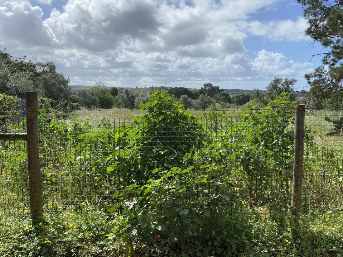 Land in Melides, Setubal, Portugal 2 - 14445970