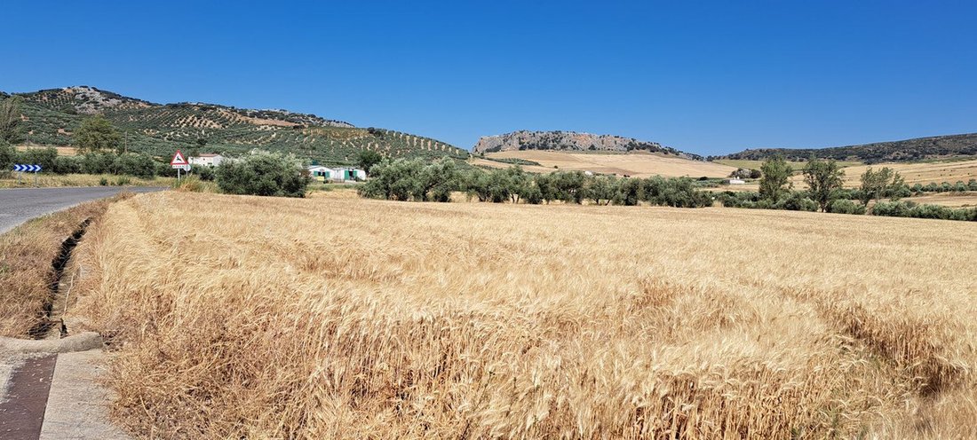 Land in Cuevas del Becerro, Andalusien, Spanien 4 - 14457593