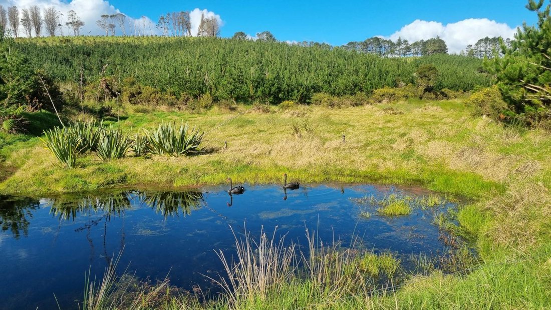 Farm Ranch in Kerikeri, Northland, New Zealand 1 - 14462600