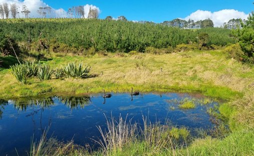 Farm Ranch in Kerikeri, Northland, New Zealand 1