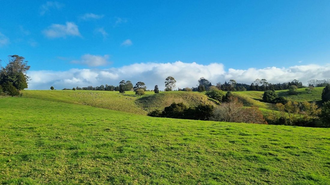 Farm Ranch in Kerikeri, Northland, New Zealand 5 - 14472691