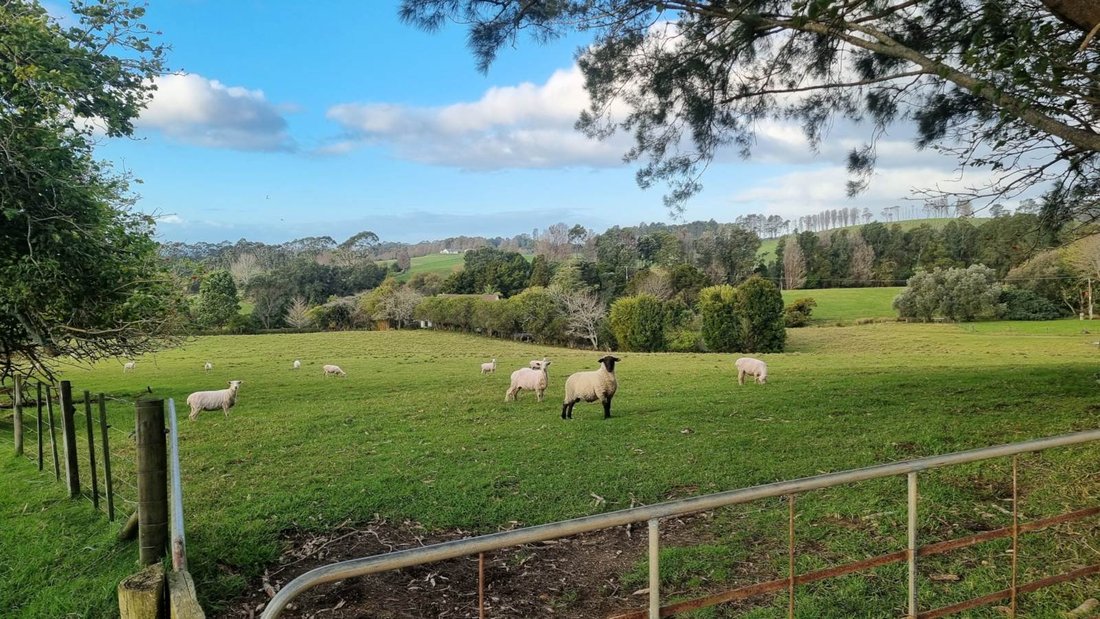 Farm Ranch in Kerikeri, Northland, New Zealand 1 - 14472691