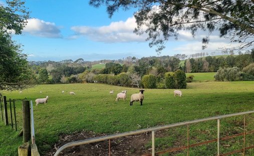 Farm Ranch in Kerikeri, Northland, New Zealand 1