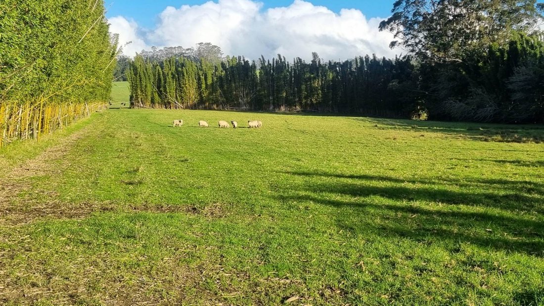Farm Ranch in Kerikeri, Northland, New Zealand 4 - 14472691