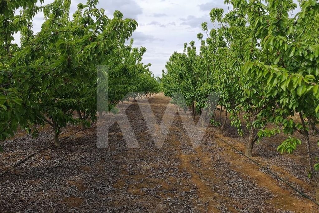 Land in Ladoeiro, Castelo Branco District, Portugal 4 - 14502567