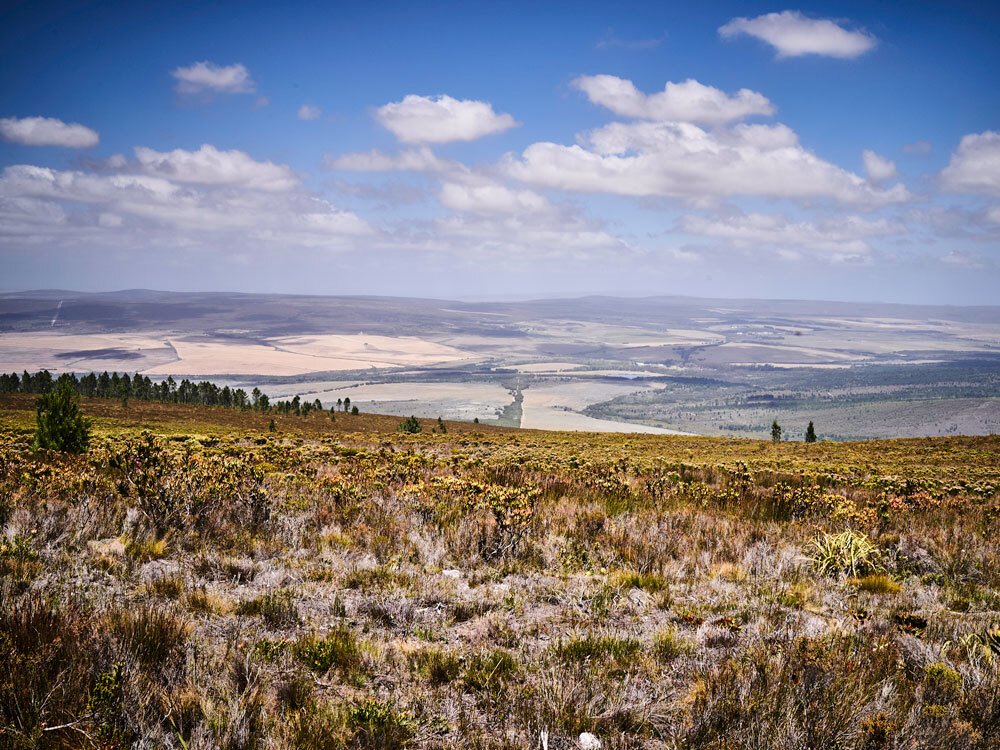 Farm Ranch in Overstrand Local Municipality, Western Cape, South Africa 4 - 14497582