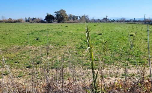 Land in Amaliada, Peloponnese, Western Greece and the Ionian, Greece 1