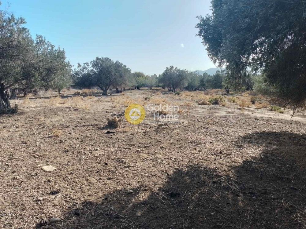 Land in Euboea, Thessaly and Central Greece, Greece 4 - 14520796