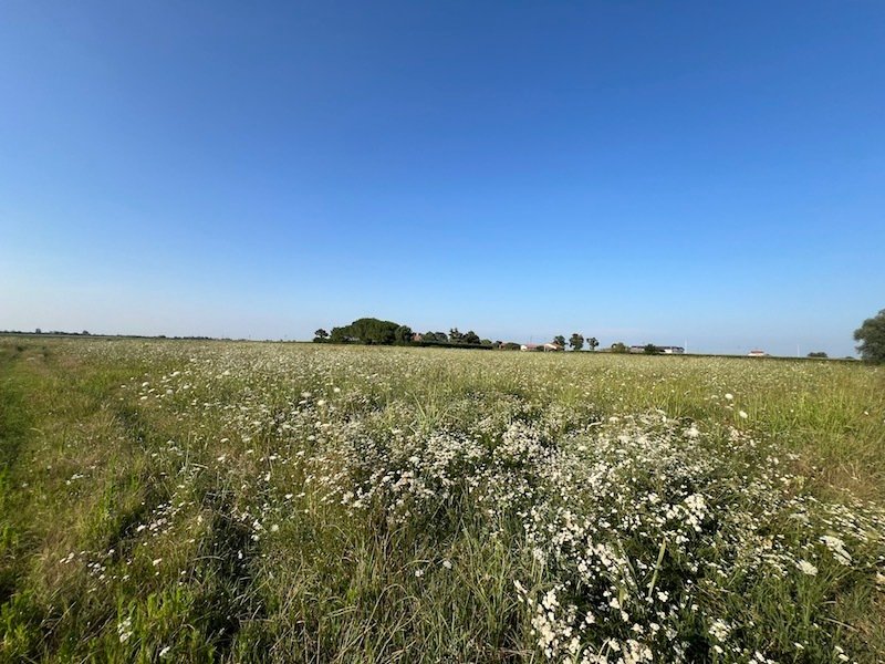 Land in Cavarzere, Veneto, Italy 3 - 14534145