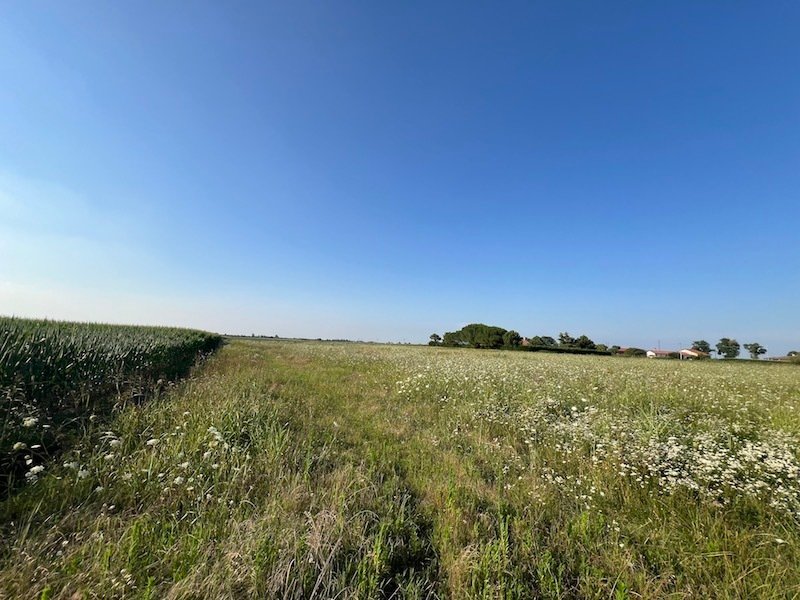 Land in Cavarzere, Veneto, Italy 2 - 14534145