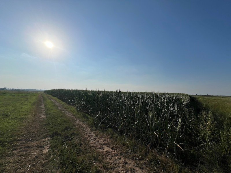 Land in Cavarzere, Veneto, Italy 1 - 14534145