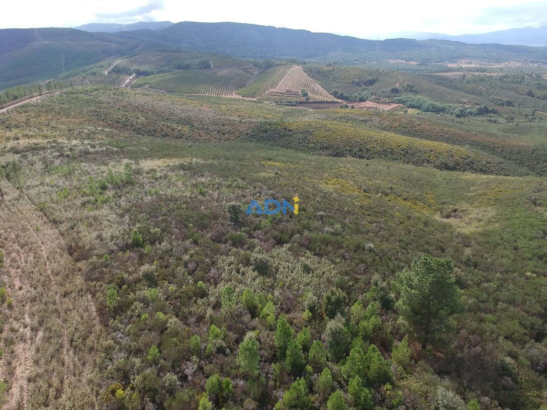 Land in Enxames, Castelo Branco District, Portugal 3 - 13235226