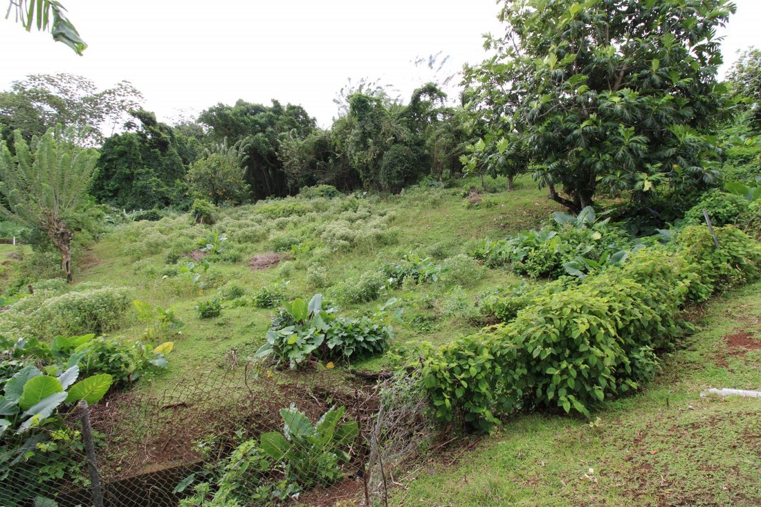 Land in Saint Joseph, Fort-de-France, Martinique 5 - 14010107