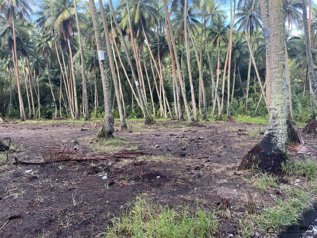 Land in Moorea-Maiao, Windward Islands, French Polynesia 5 - 13342387