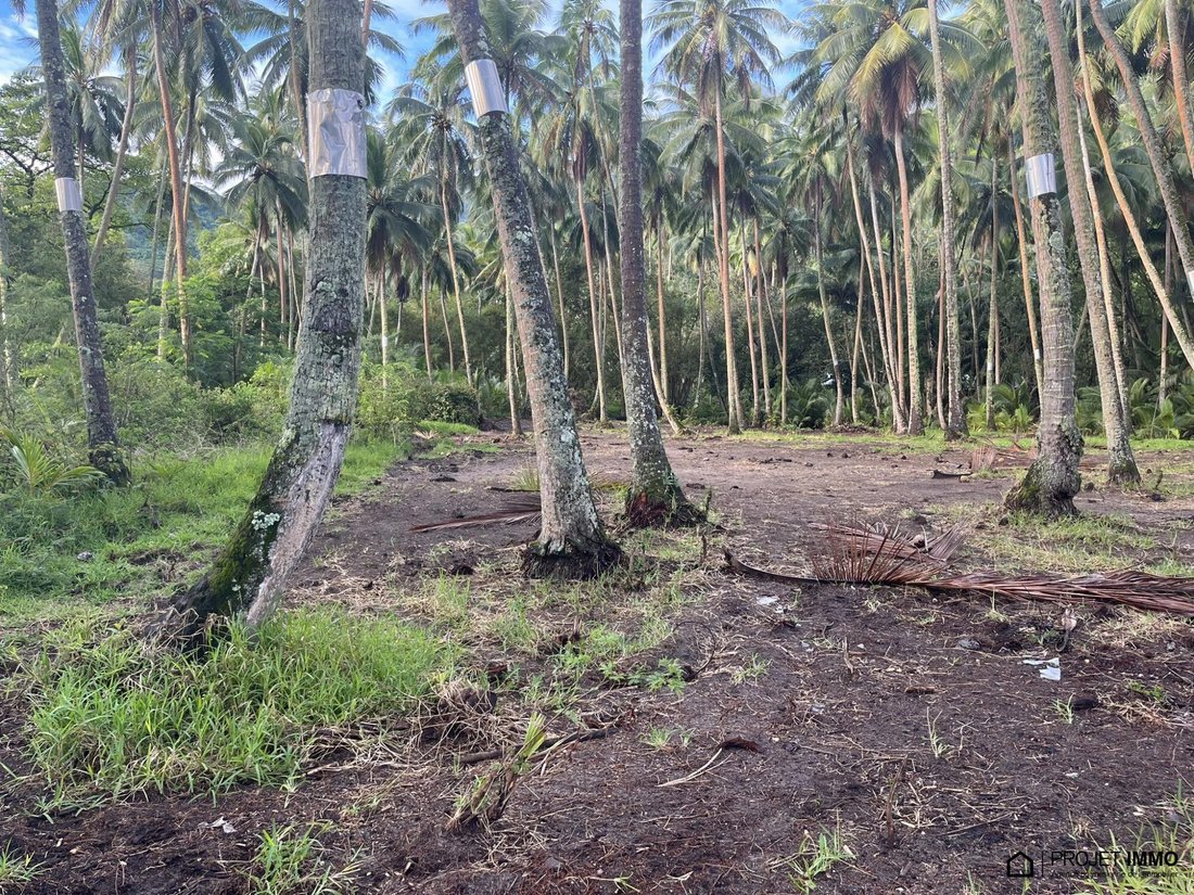 Land in Moorea-Maiao, Windward Islands, French Polynesia 4 - 13342387
