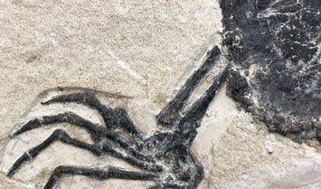Fossil Turtle Manchurochelys from the Cretaceous with X-ray image