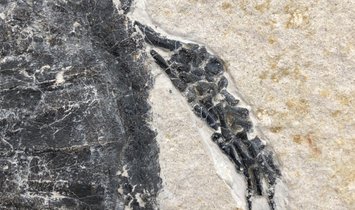 Fossil Turtle Manchurochelys from the Cretaceous with X-ray image