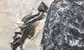 Fossil Turtle Manchurochelys from the Cretaceous with X-ray image